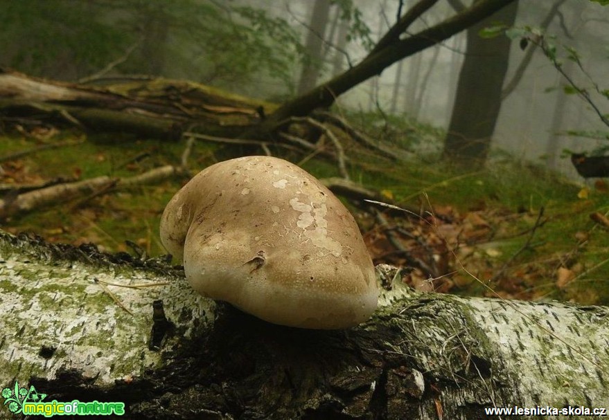 Březovník obecný - Piptoporus betulinus - Foto Pavel Stančík