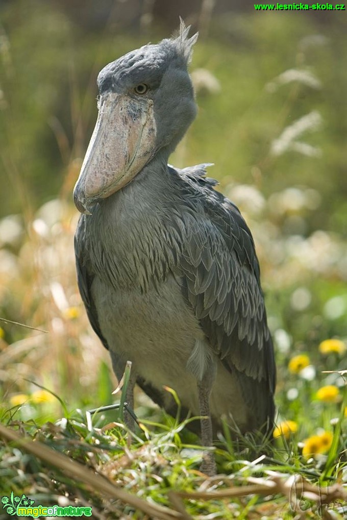 Člunozobec africký - Balaeniceps rex - Foto Jiří Křivánek (3)