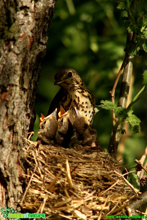 Drozd zpěvný - Turdus philomelos - Foto Gerd Ritschel (4)