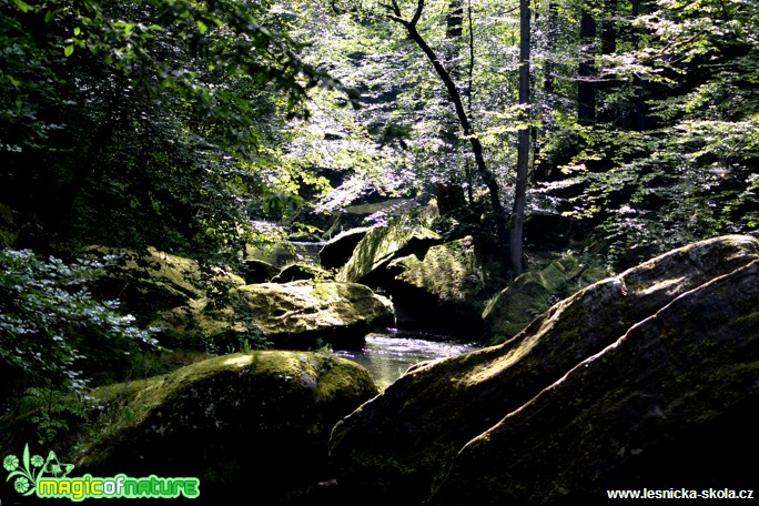 Říčka Kamenice - Foto Josef Vykoukal (3)