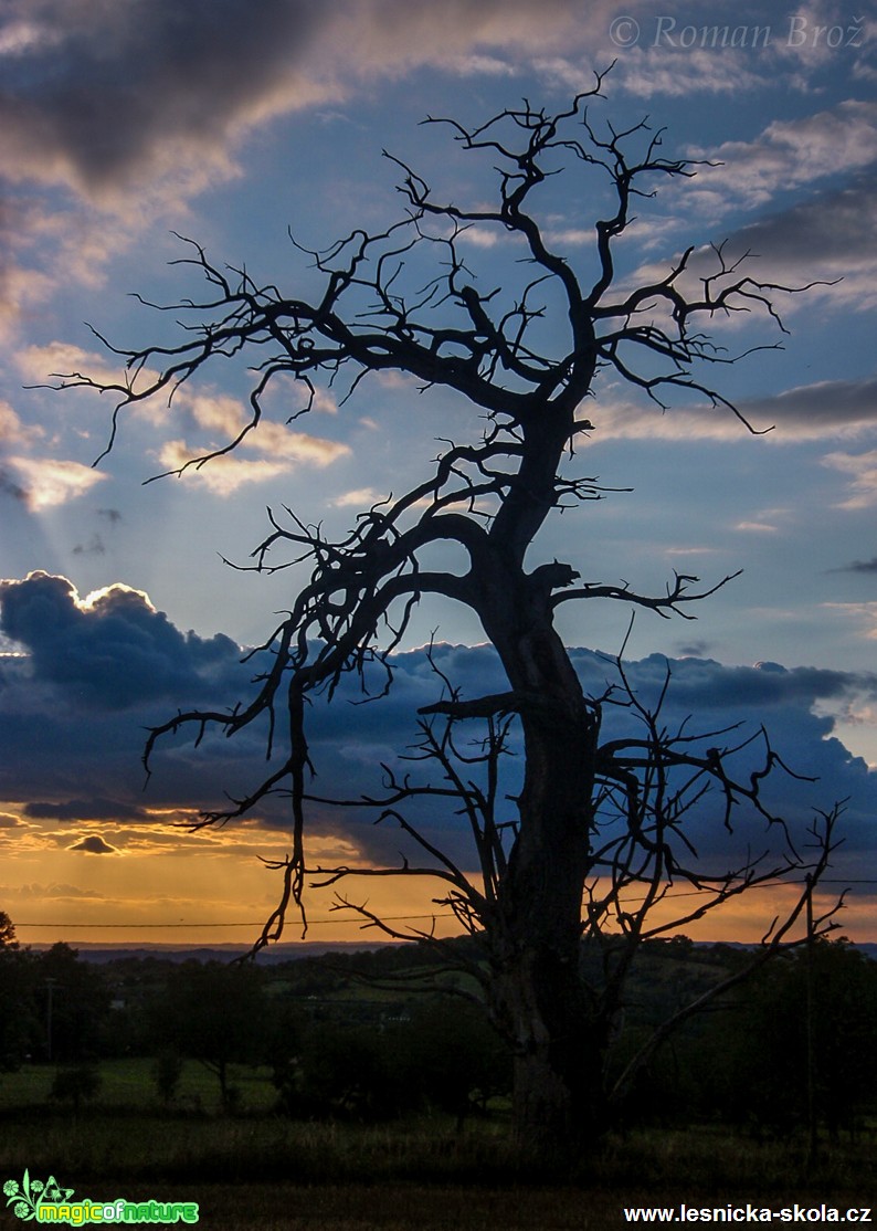 Krkavčí strom - Francie - Foto Roman Brož