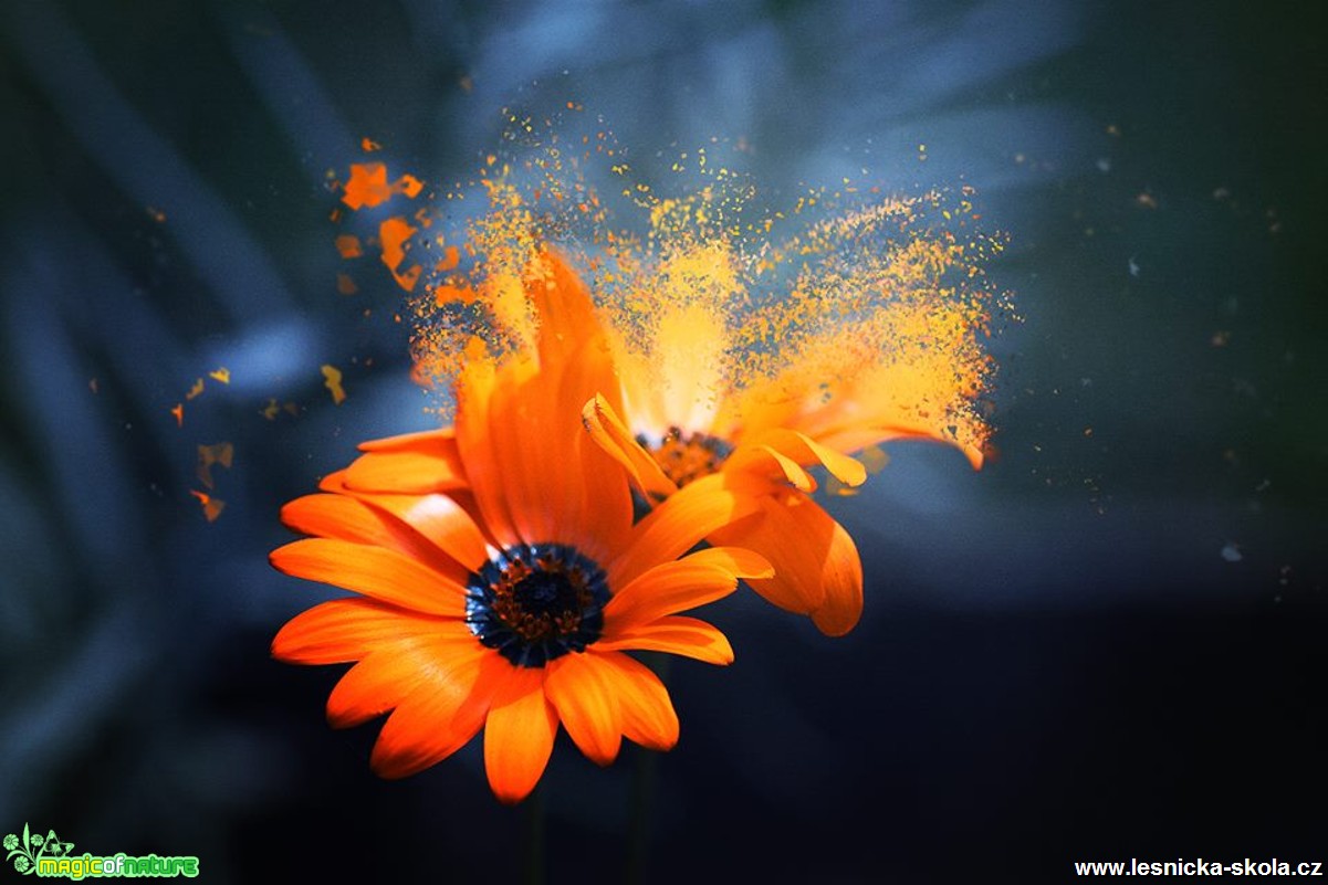 Magická květina - Foto Jana Vondráčková