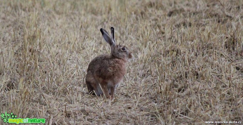 Zajíc polní - Lepus europaeus - Foto Ladislav Jonák (1)