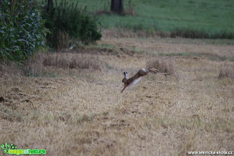 Zajíc polní - Lepus europaeus - Foto Ladislav Jonák