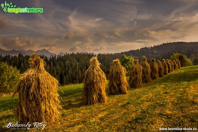 Senoseč - Foto Jozef Pitoňák