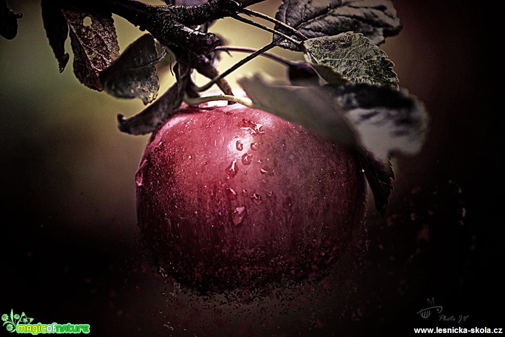 Jablko - Foto Jana Vondráčková