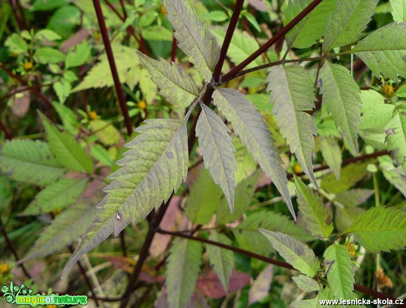 Dvouzubec černoplodý - Bidens frondosa - Foto Pavel Stančík (2)