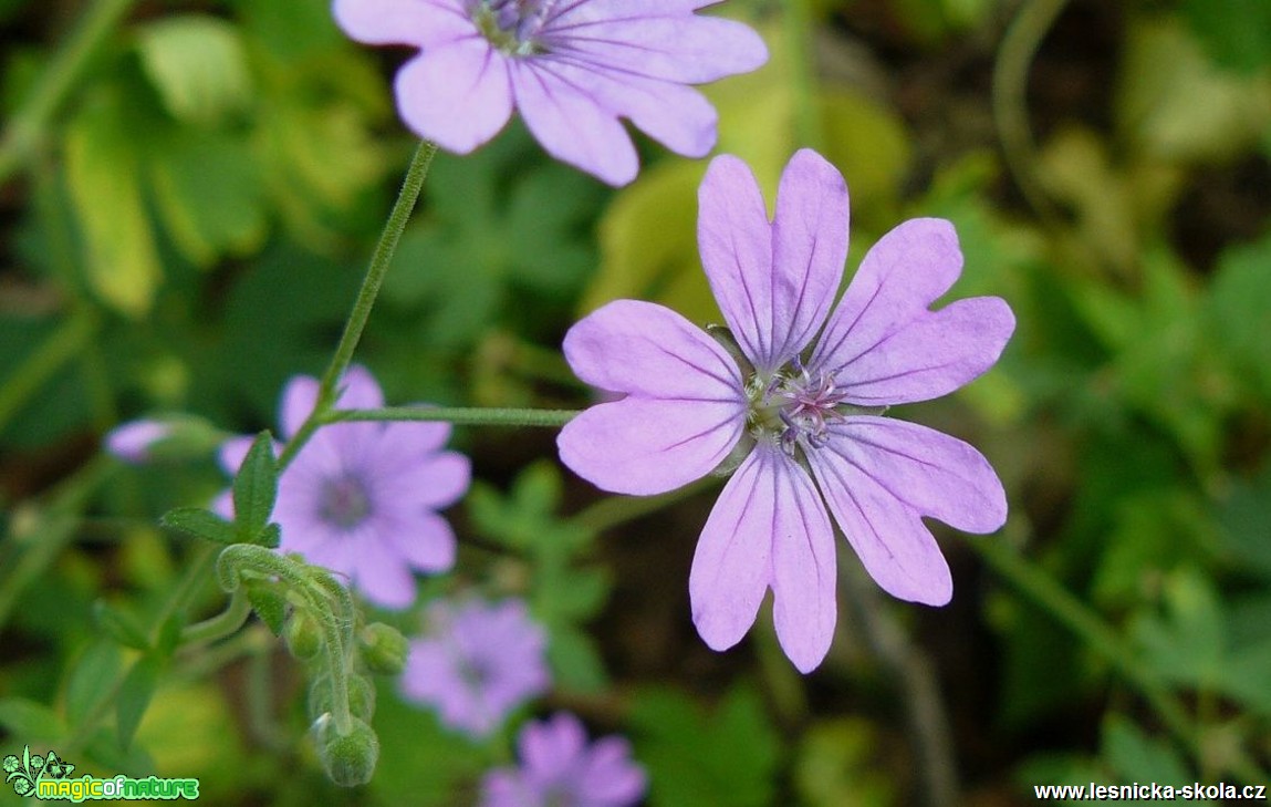 Kakost pyrenejský - Geranium pyrenaicum - Foto Pavel Stančík