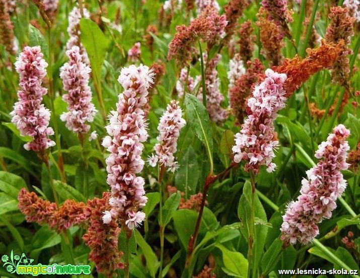 Rdesno růžové - Persicaria (Bistorta) affinis - Foto Pavel Stančík