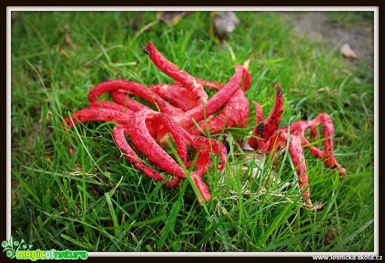 Květnatec Archerův - Clathrus archeri - Foto Sylvie Horníková