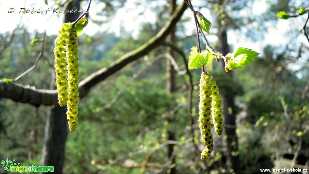 Bříza bělokorá - Betula pendula - Foto Robert Kopecký