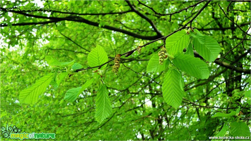 Habr obecný - Carpinus betulus - Foto Robert Kopecký