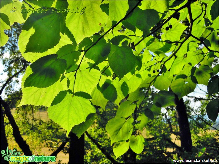 Lípa srdčitá - Tilia cordata - Foto Robert Kopecký