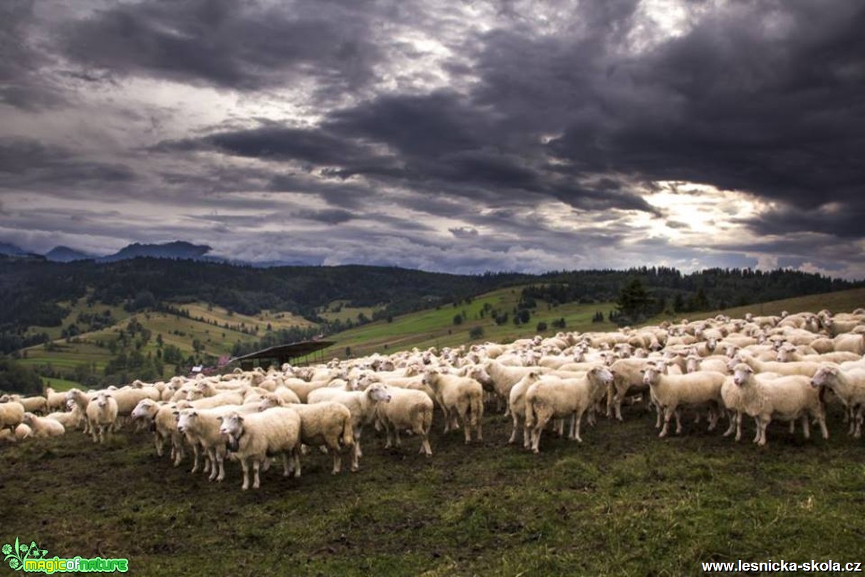 Ovečky na horách - Foto Jozef Pitoňák (1)