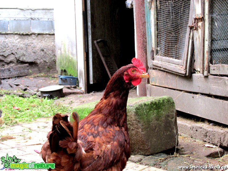 Kur domácí - Gallus gallus f. domestica - Foto Jiří Rýsler