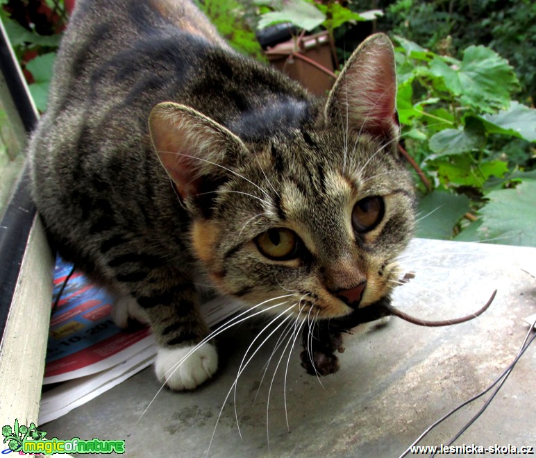 Kočka domácí - Felis silvestris f. catus - Foto Jiří Rýsler