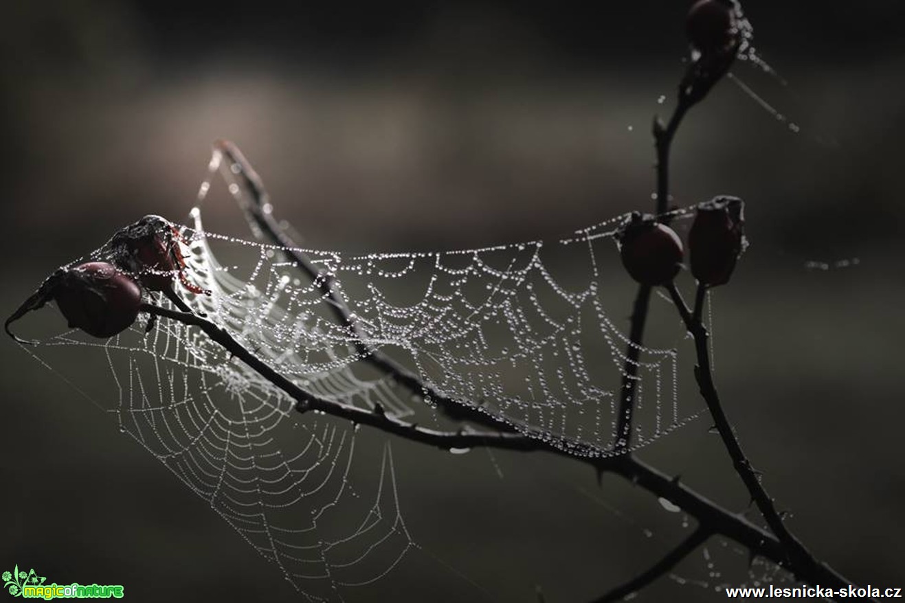 Pavučina v šípkovém keři - Foto Jana Vondráčková