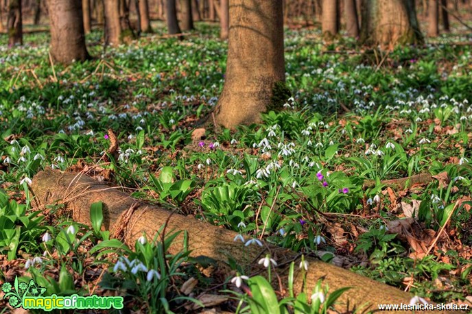 Sněženka podsněžník - Galanthus nivalis - Foto Jan Valach (1)