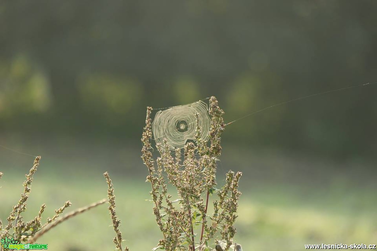 Pavučina - Foto Ladilsav Jonák (2)