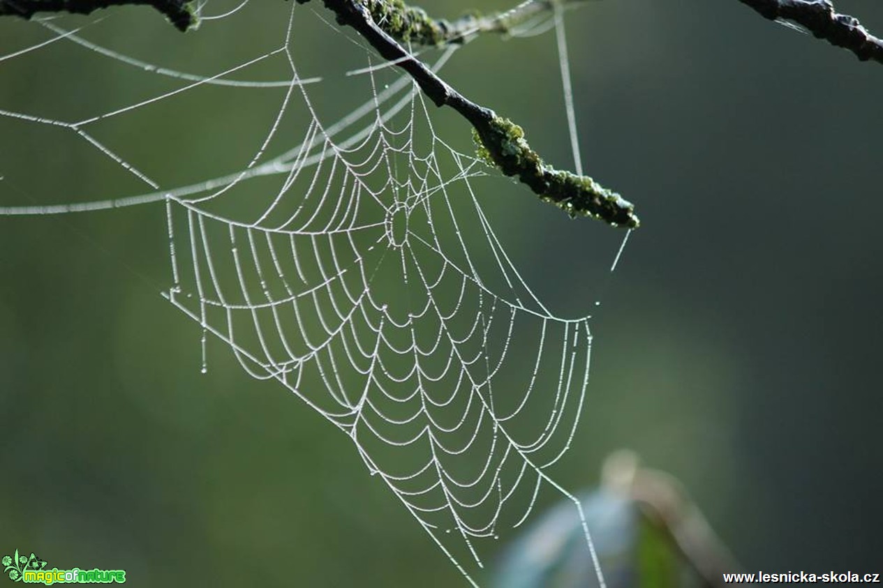 Pavučina - Foto Ladilsav Jonák (3)