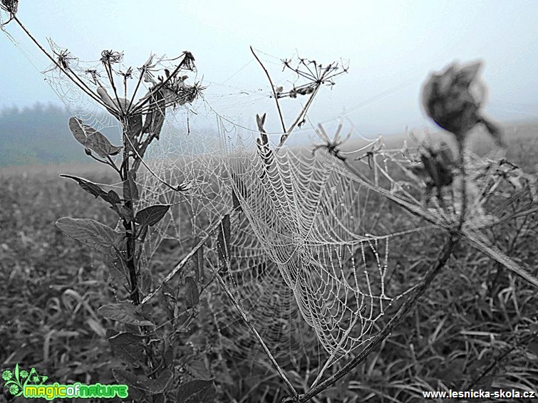 Pavučina - Foto Ladilsav Jonák (6)