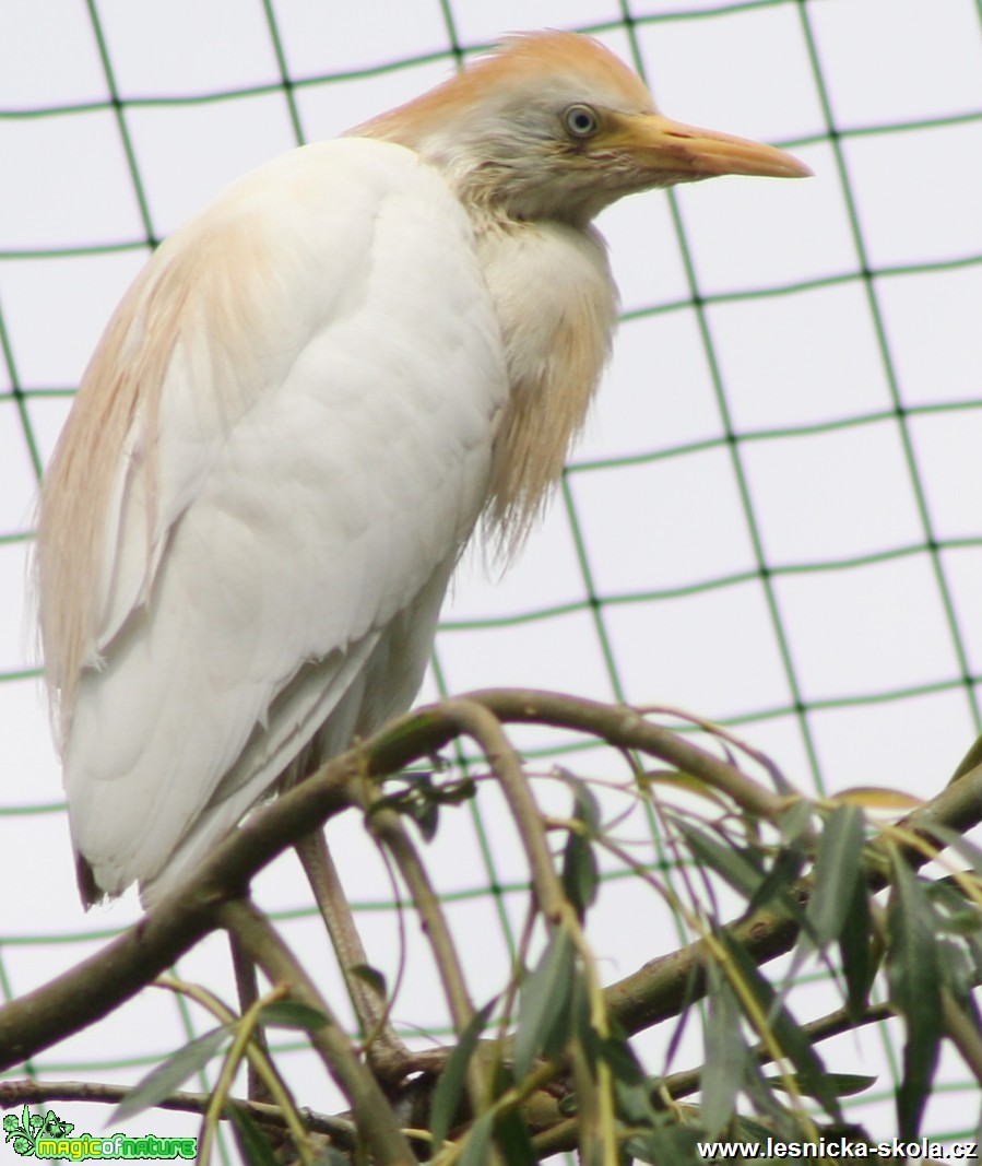 Volavka rusohlavá - Bubulcus ibis - Foto David Hlinka (2)