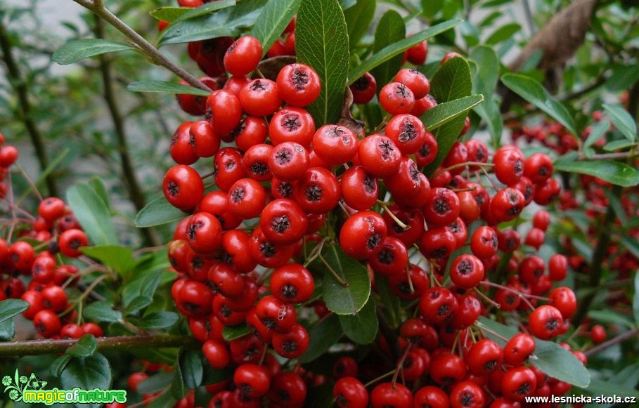 Hlohyně šarlatová - Pyracantha coccinea - Foto Pavel Stančík (1)