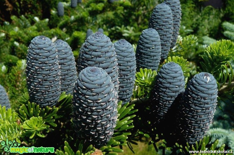 Jedle korejská - Abies koreana - Foto Pavel Stančík