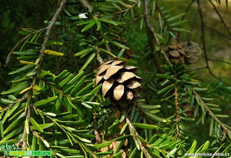 Jedlovec kanadský - Tsuga canadensis - Foto Pavel Stančík