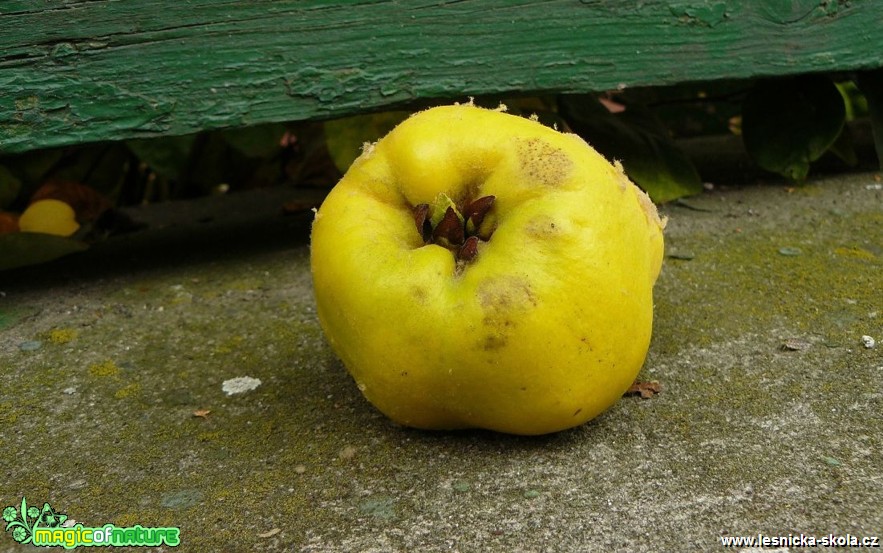 Kdouloň malvice - Foto Pavel Stančík