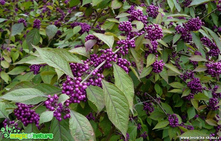 Krásnoplodka - Callicarpa - Foto Pavel Stančík (2)