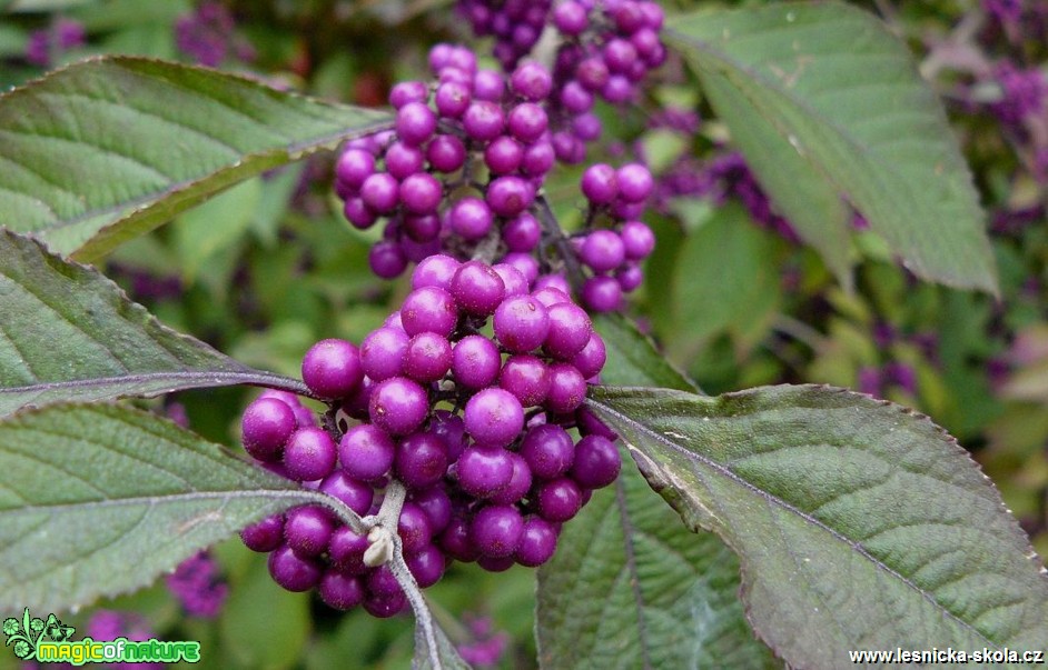 Krásnoplodka - Callicarpa - Foto Pavel Stančík