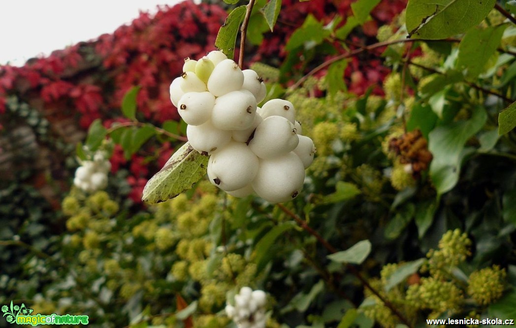 Pámelník bílý - Symphoricarpos albus - Foto Pavel Stančík (1)