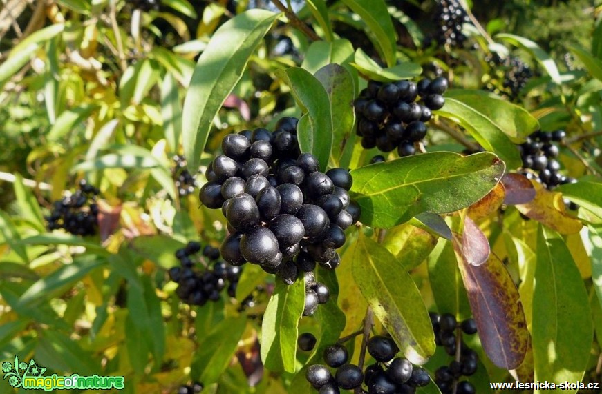 Ptačí zob obecný - Ligustrum vulgare - Foto Pavel Stančík