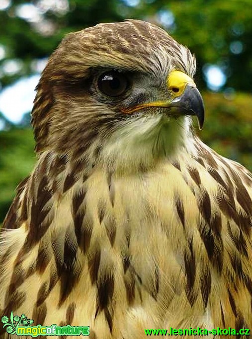 Káně lesní - Buteo buteo (1) - Foto Michaela Knoppová
