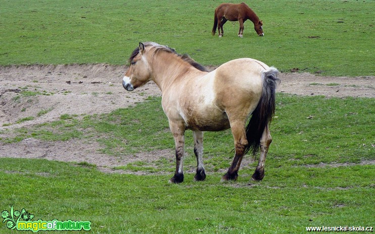 Koně - Foto Pavel Stančík