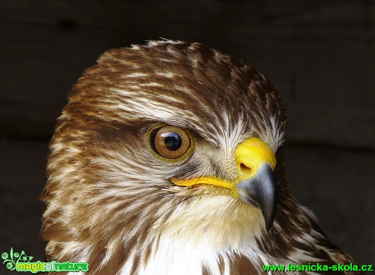 Káně lesní - Buteo buteo- Foto Michaela Knoppová