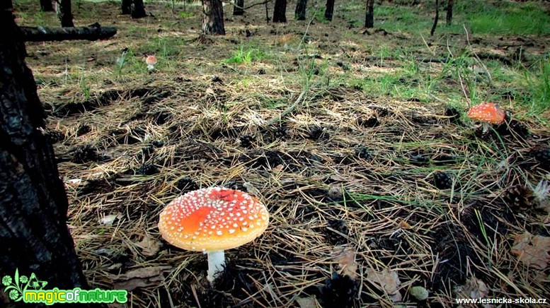 Muchomůrka červená - Amanita muscaria - Foto Rasťo Salčík (2)