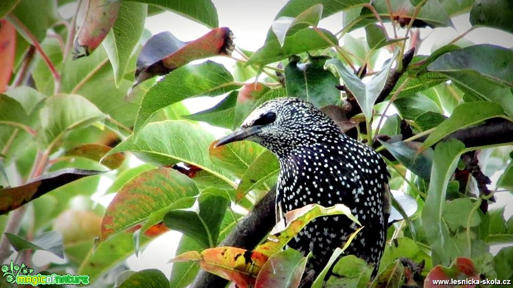 Špaček obecný - Sturnus vulgaris - Foto Rasťo Salčík (1)