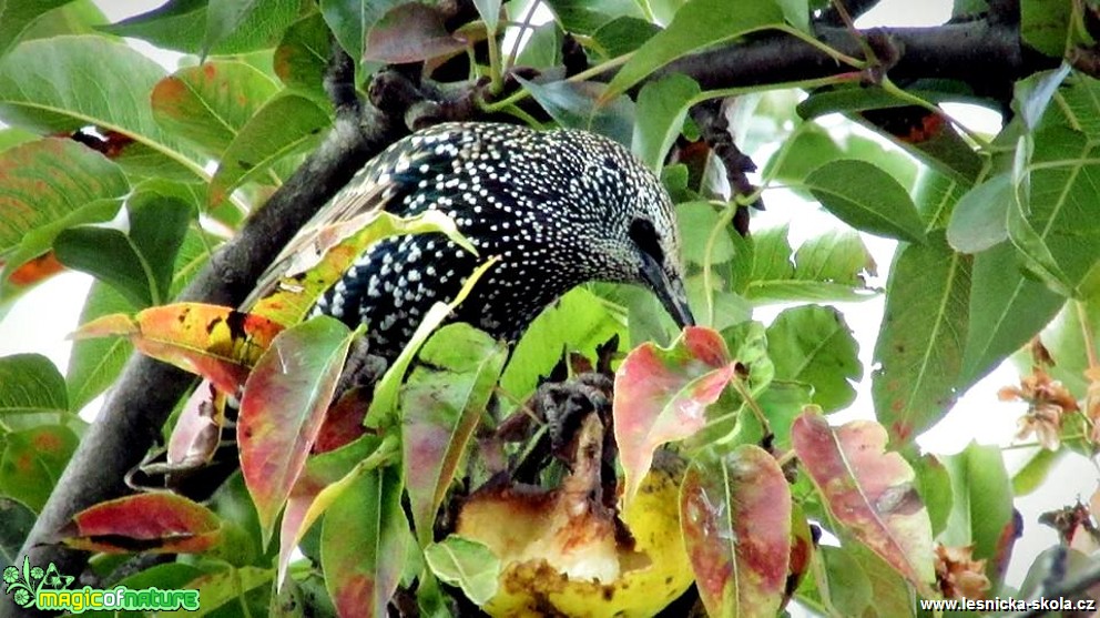 Špaček obecný - Sturnus vulgaris - Foto Rasťo Salčík (3)