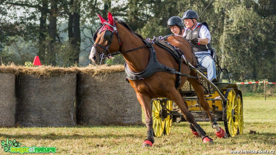 Vozatajské závody v Mimoni - říjen 2014 - Foto Roman Brož (1)