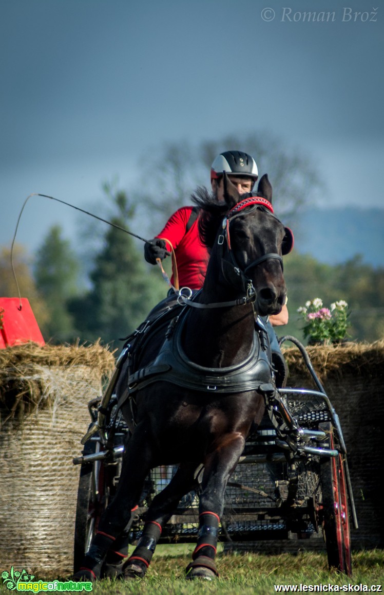 Vozatajské závody v Mimoni - říjen 2014 - Foto Roman Brož (5)