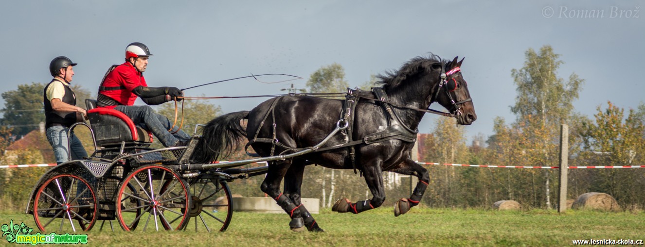 Vozatajské závody v Mimoni - říjen 2014 - Foto Roman Brož (11)