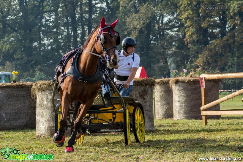 Vozatajské závody v Mimoni - říjen 2014 - Foto Roman Brož