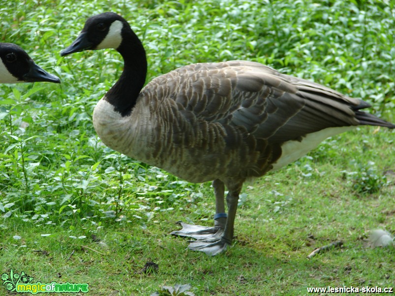 Berneška velká - Branta canadensis - Foto Martina Šmejkalová