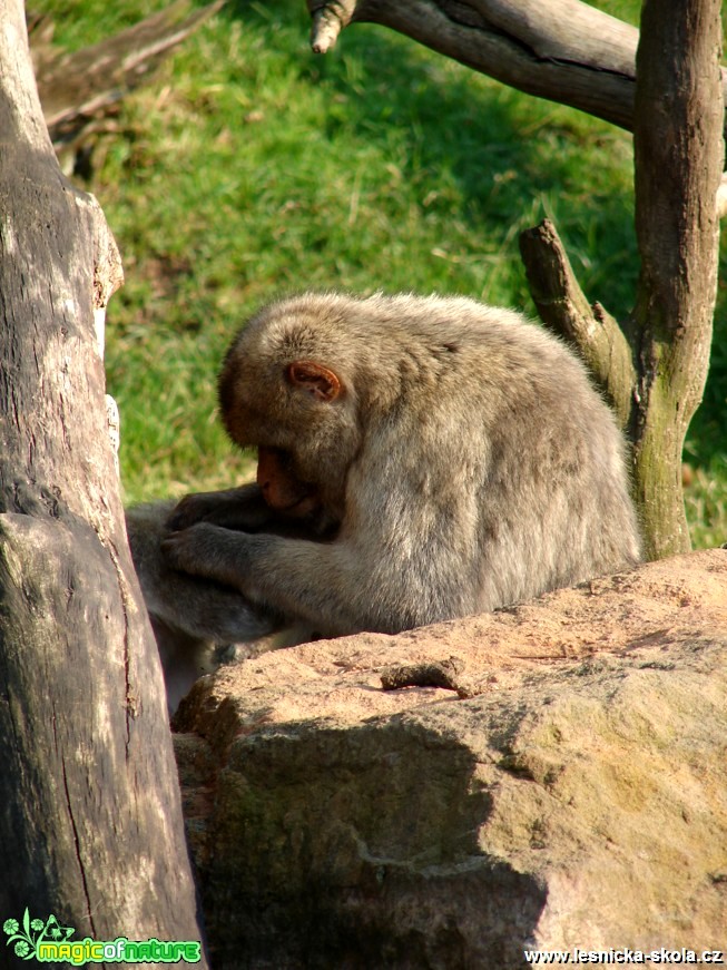 Makak magot - Macaca sylvanus - Foto Martina Šmejkalová