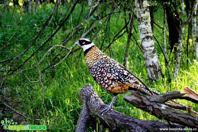 Bažant královský -  Syrmaticus reevesii - Foto Lukáš Janata