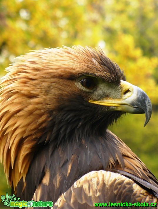 Orel skalní - Aquila chrysaetos - Foto Michaela Knoppová