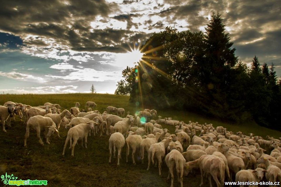 Na pastvě - Foto Jozef Pitoňák