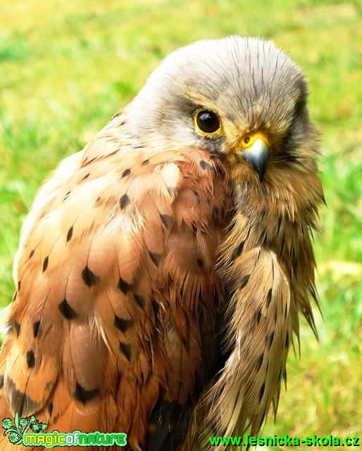 Poštolka obecná - Falco tinnunculus - Foto Michaela Knoppová